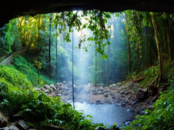 Lush rainforest towers Crystal Shower Falls 2